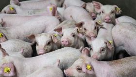 DAP De Linde Biggen in stal