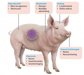 Symptomen Influenza 1204x1080