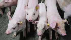 DAP De Linde Biggen in stal