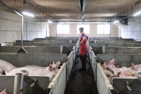 DAP De Linde Dierenartst Bart in de varkensstal