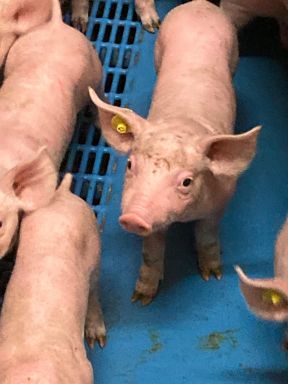 DAP De Linde Parvo variant