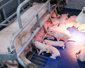 DAP De Linde contentshoot 29 cropped