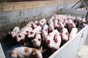 DAP De Linde contentshoot 54 1152x768