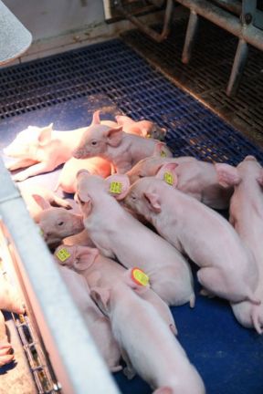 DAP De Linde contentshoot 28 512x768