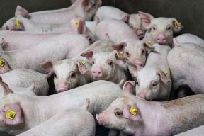 DAP De Linde Biggen in stal