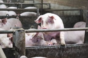 DAP De Linde Varkens in stal