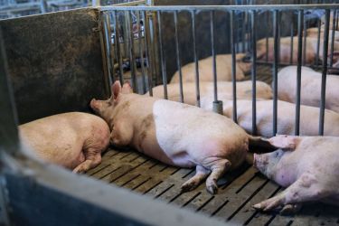 DAP De Linde Blog augustus 2026 Varkens in stal liggend