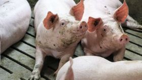 DAP De Linde Blog augustus 2026 Varkens in stal