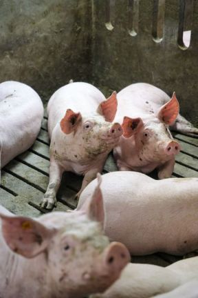 DAP De Linde Blog augustus 2026 Varkens in stal