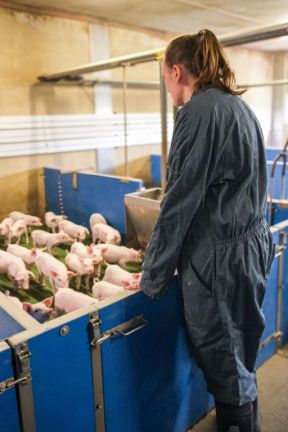 DAP De Linde Blog augustus 2026 Observatie biggen in stal