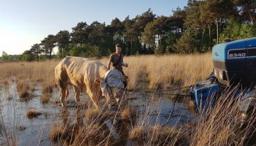 Verdoven koe verdovingsgeweer