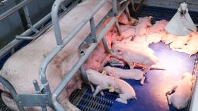 DAP De Linde contentshoot 29