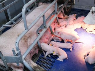 DAP De Linde contentshoot 29