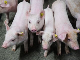 DAP De Linde contentshoot 46