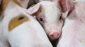 DAP De Linde contentshoot 49 OG Image