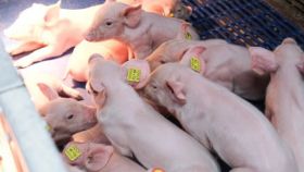 DAP De Linde contentshoot 28 512x768